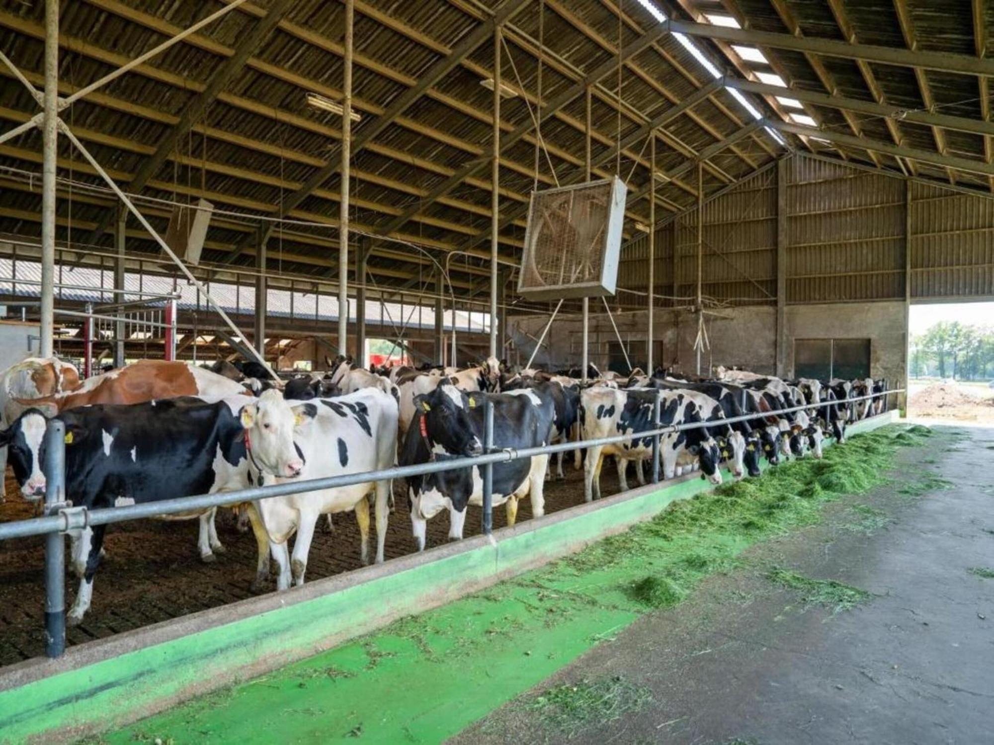 Monumental Farm In The Ash Landscape Villa Geesteren  Eksteriør bilde